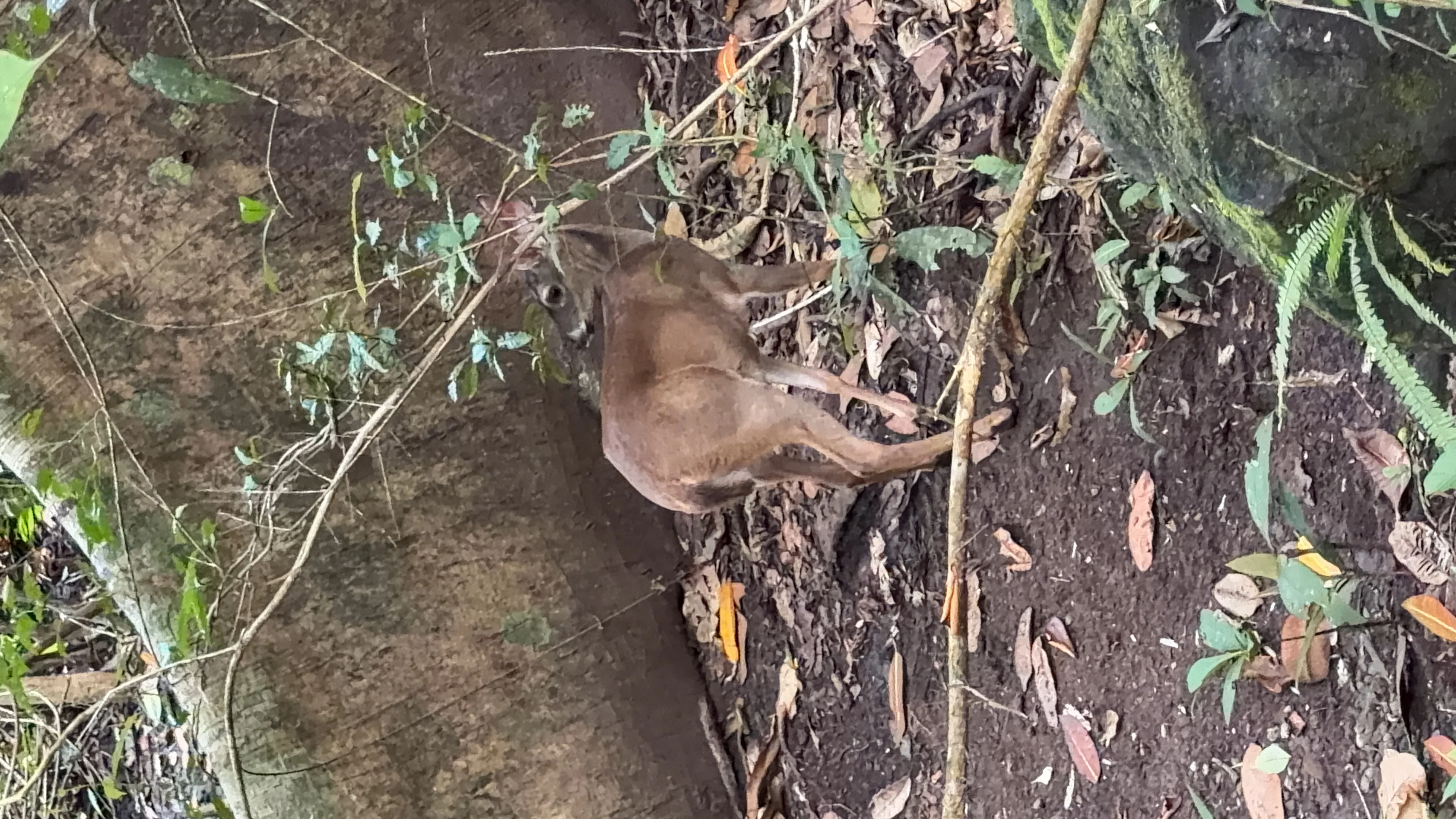 Parque Natural Metropolitano - 4
