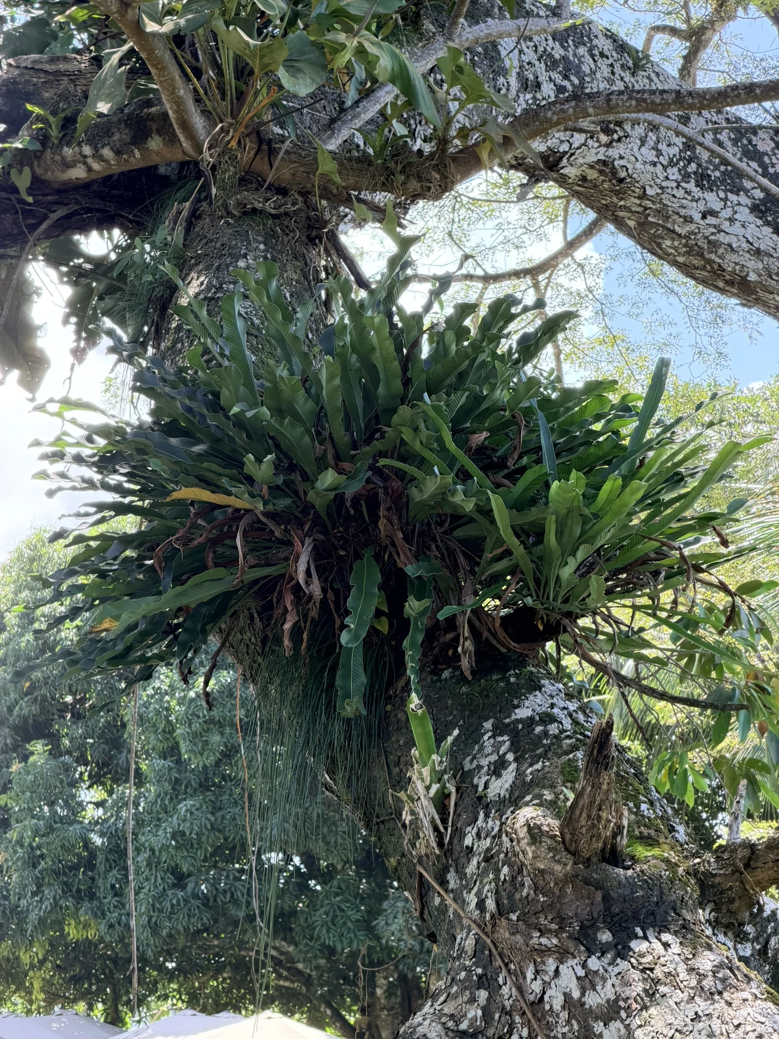 Fuerte San Lorenzo - 10