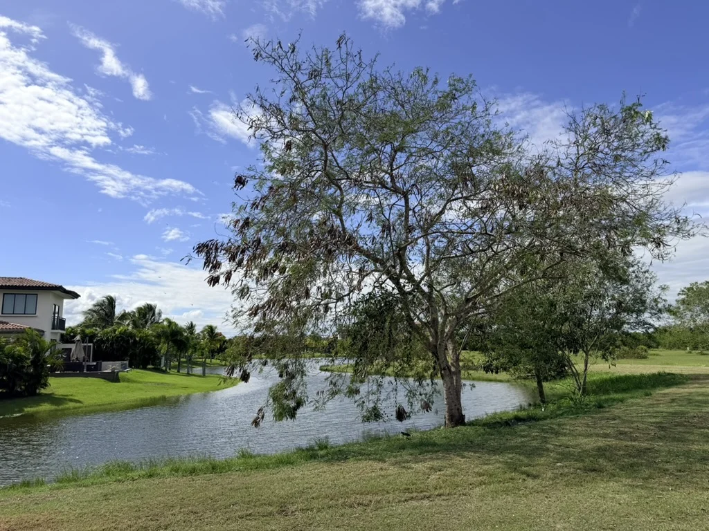 Scenic view of a lake or lagoon with a large tree in the foreground and villas in the distance. Blue sky with scattered clouds.